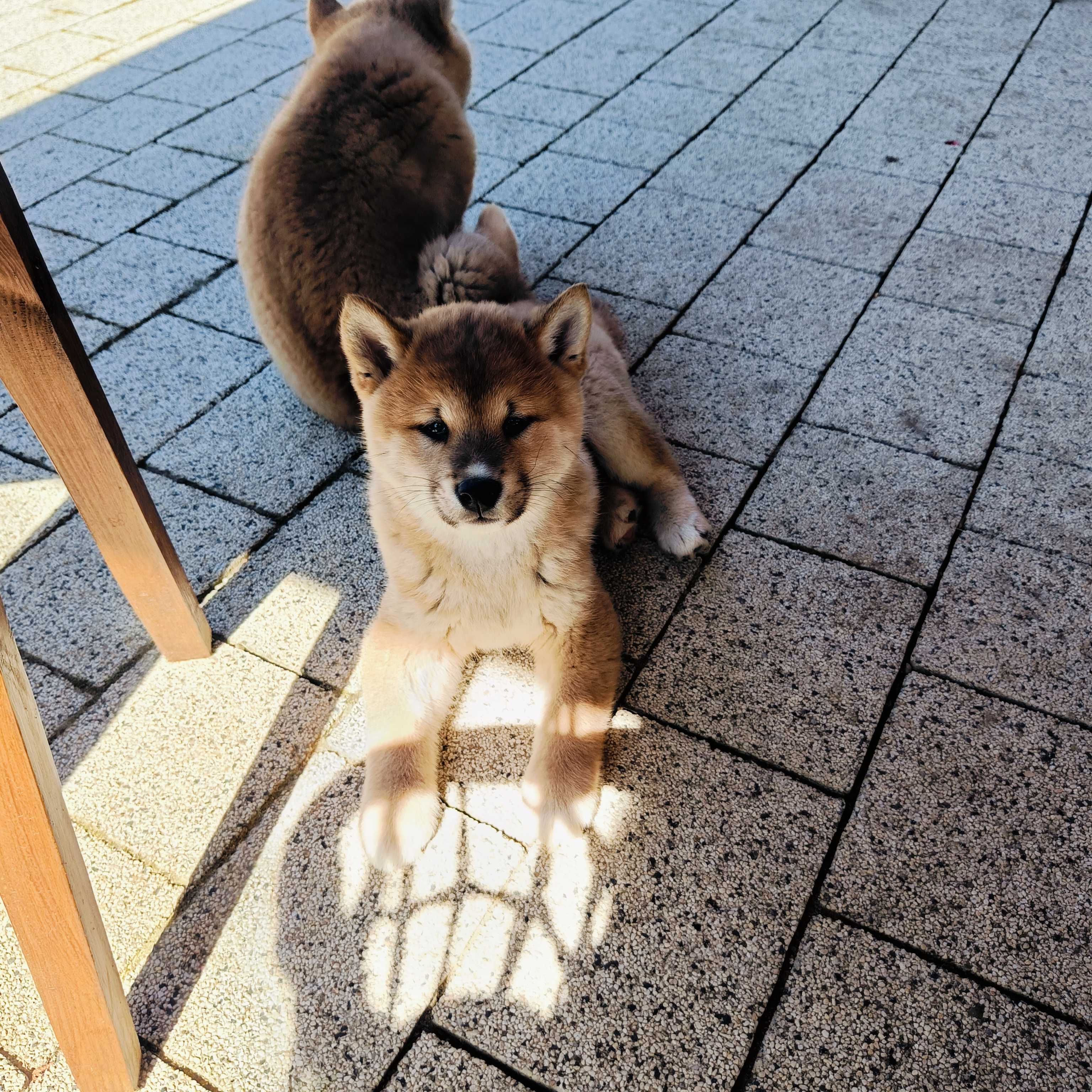 Shiba inu piesek, ojciec FCI, gotowy do odbioru