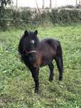 Ponei preto 3 anos