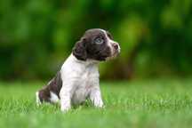 Szczeniak suczka  Płochacz niemiecki Wachtelhund German Spaniel