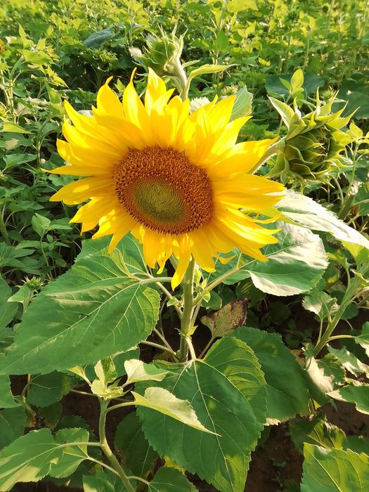 Słonecznik na kwiat cięty nasiona