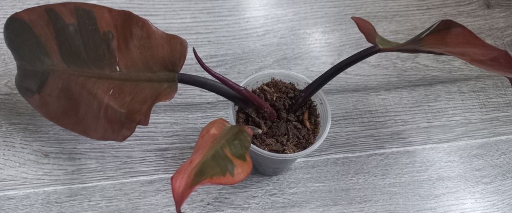 Филодендрон Блек кардинал варіаг