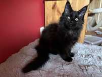 Kocurek Maine coon z rodowodem FPL