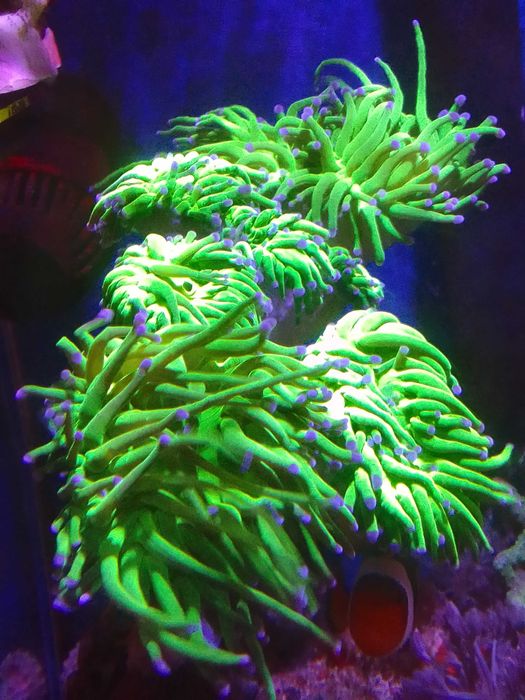 Akwarium morskie z całym życiem i osprzętem # koral # koralowce # ryby