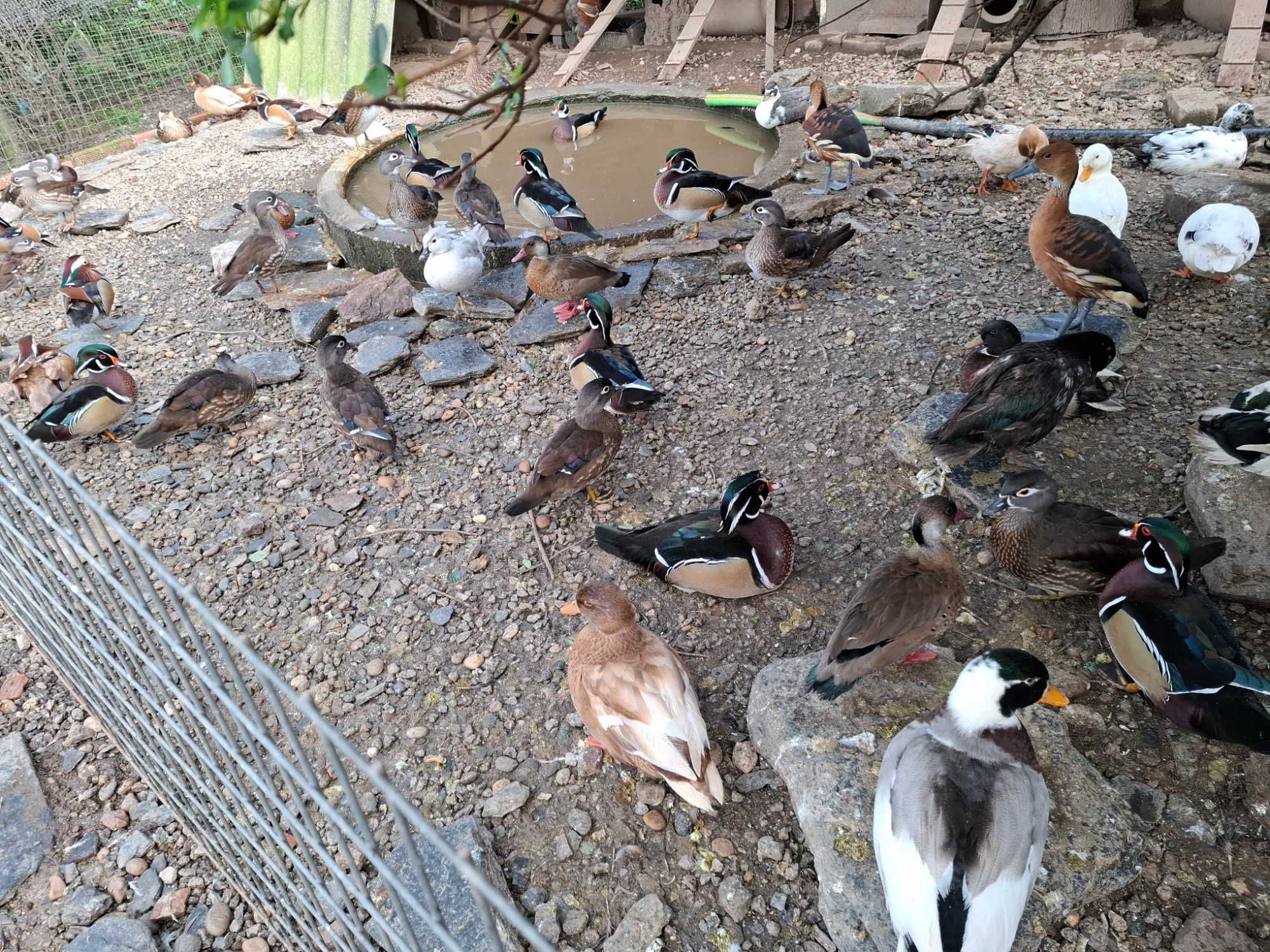 gansos perus Patos