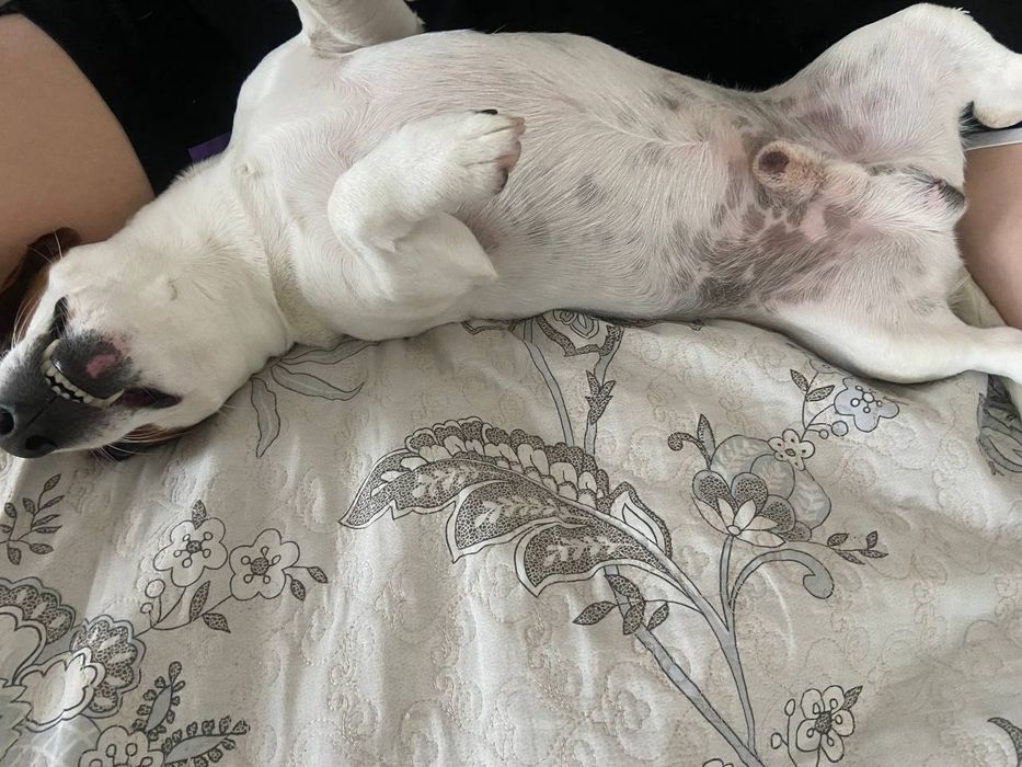 Вязка Чистокровний Джек Рассел Терьер