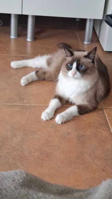 Gato para adoção (castrado)