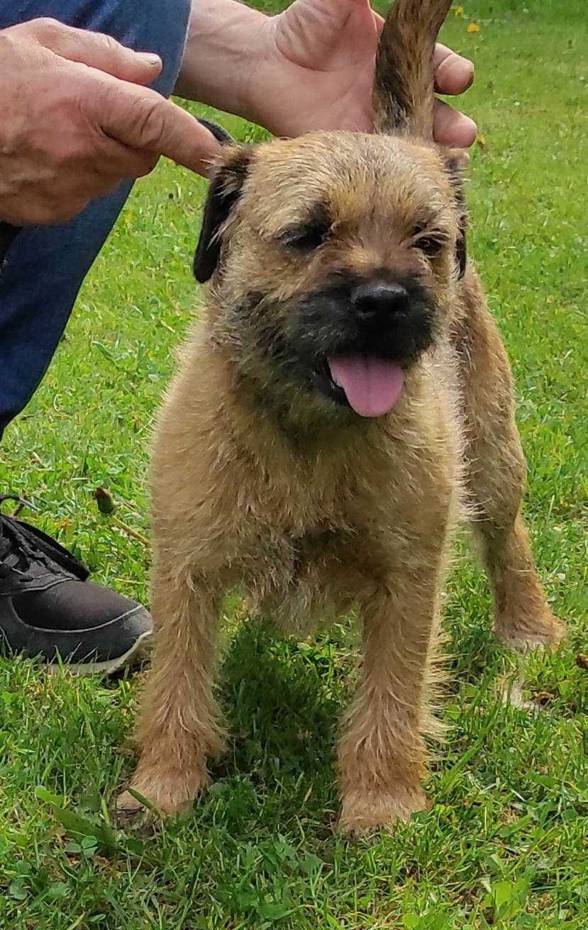 Border terrier terier FCI