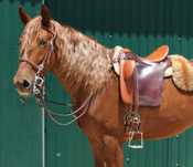 Jovem cruzado Lusitano com excelentes andamentos e temperamento dócil