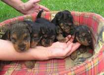 Terier walijski (welsh terrier) - szczenięta z "Buszówki" FCI, RODOWÓD