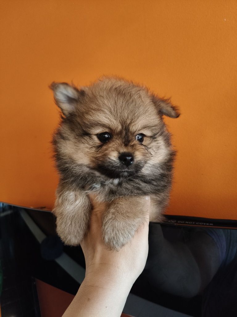 Spitz alemão masculino