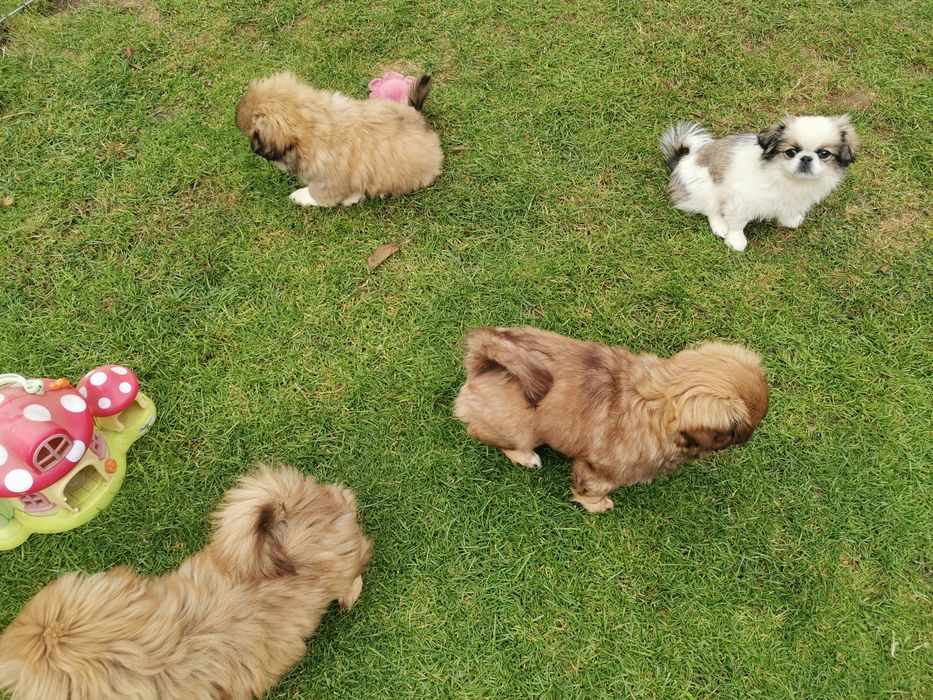 Pekińczyk Pekińczyki  Nie Shih Tzu