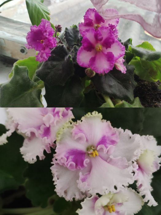 Молоді фіалки по 30 грн сенполії. Розпродаж!