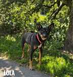 1,5 roczna, wesoła, łagodna Lola. Adopcja