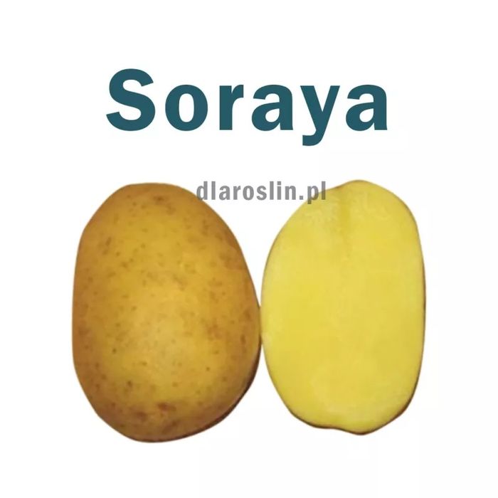 Ziemniaki SORAYA