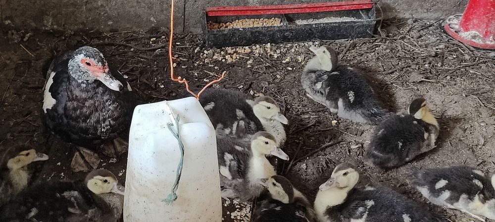 Pata muda com 12 filhotes.