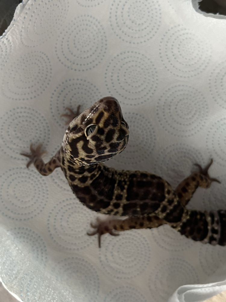 Gekon lamparci wraz z terarium i wyposażeniem