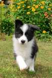 Szczeniak Border Collie-piesek ZKwP/FCI