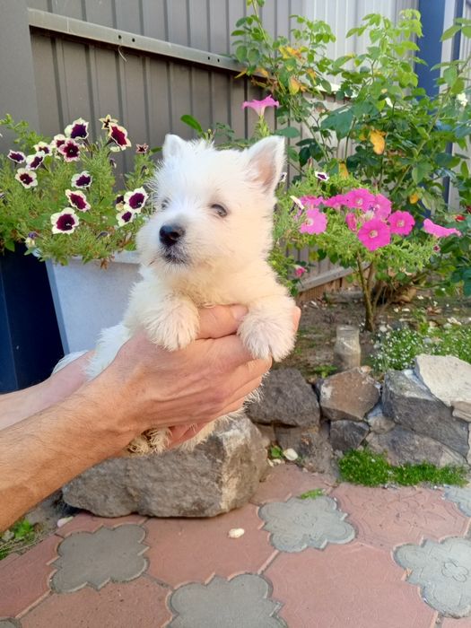 Вестики очаровашки