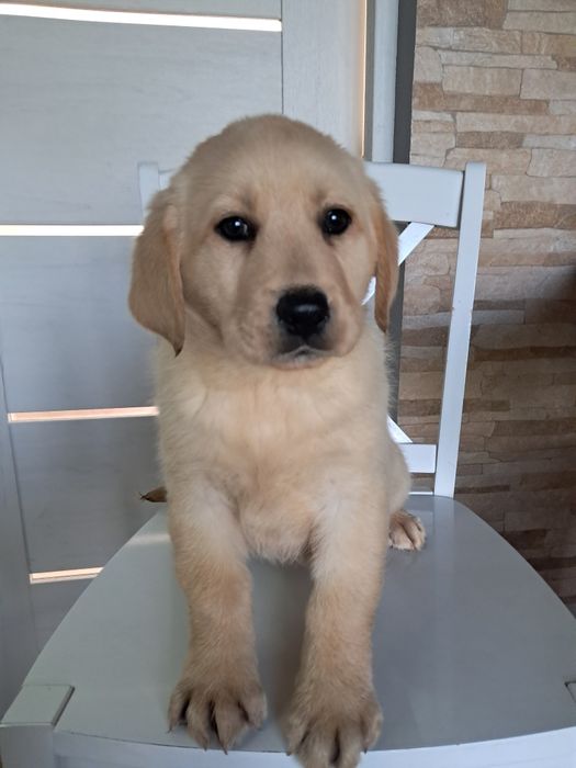 Szczeniak rasy labrador retriever