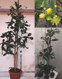 Растения для дома и офиса.  Монстера, Драцена, Опунция, Панданус.