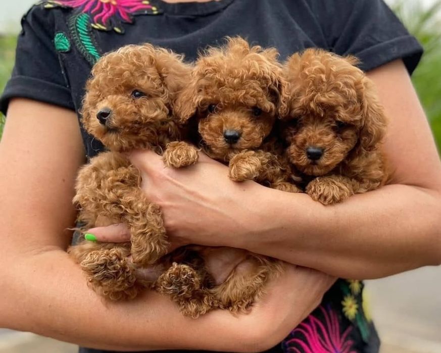 Малюки той пудель.  ред браун