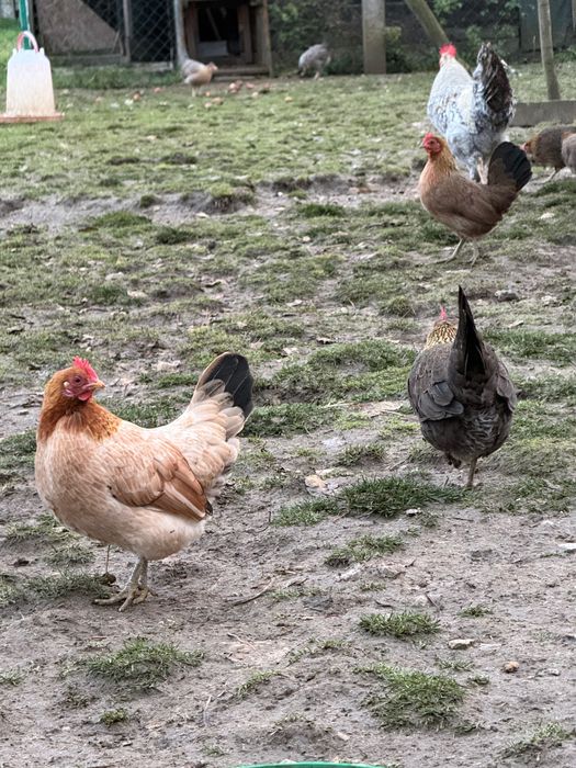Karzełki polskie - kury, koguty