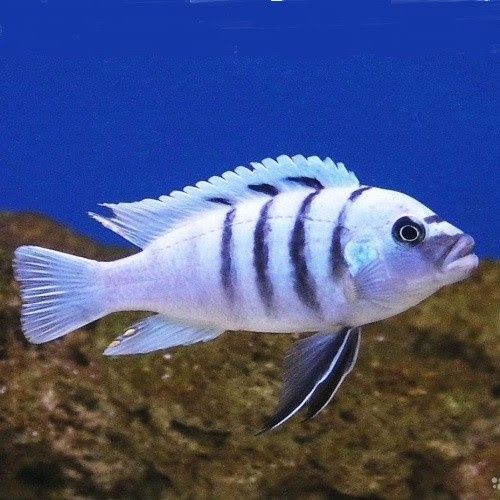 Африканські цихліди(Malawi fish)