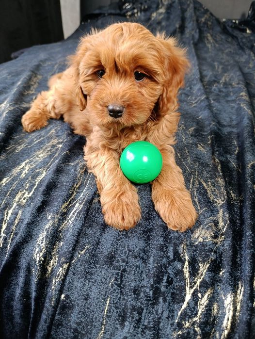***Suczka CAVAPOO ***