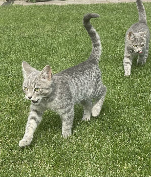 Котенята шукають сімʼю
