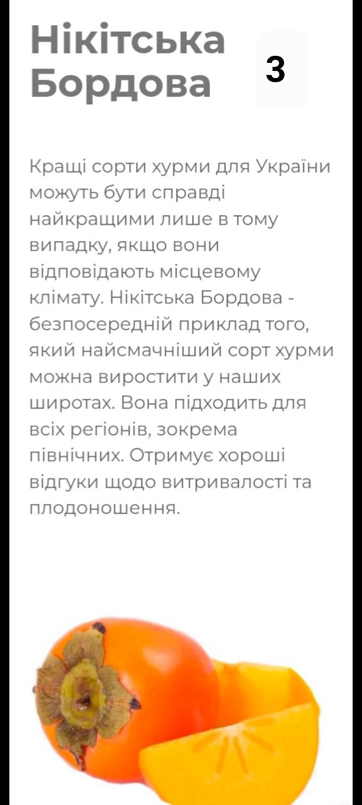 Сажанці Хурми 2 роки поштою Розніца від 1  шт.Опт Колізовані