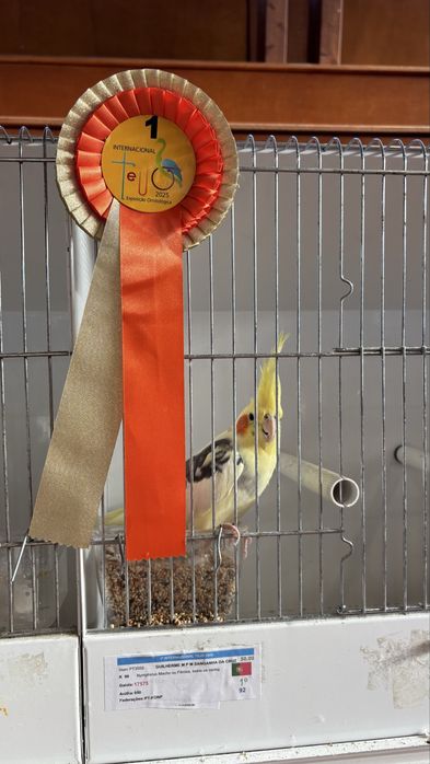 Caturras algumas aves de exposição