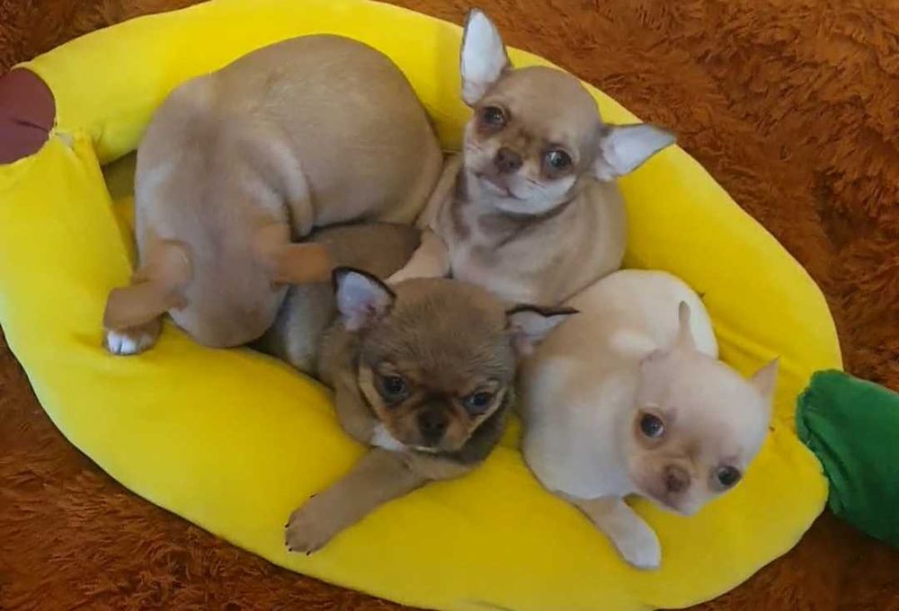 Братики й сестрички чихуахуа.
