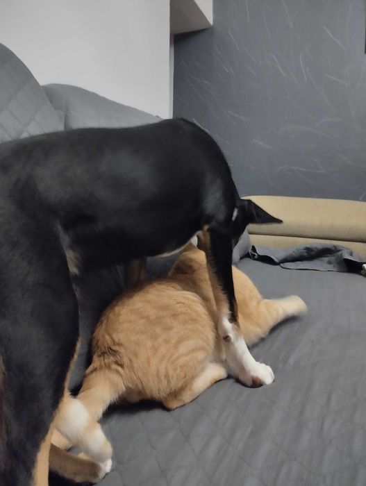 Cão com vacinas em dia e chip, 8 meses