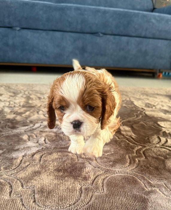 Cavalier King Charles Spaniel piesek