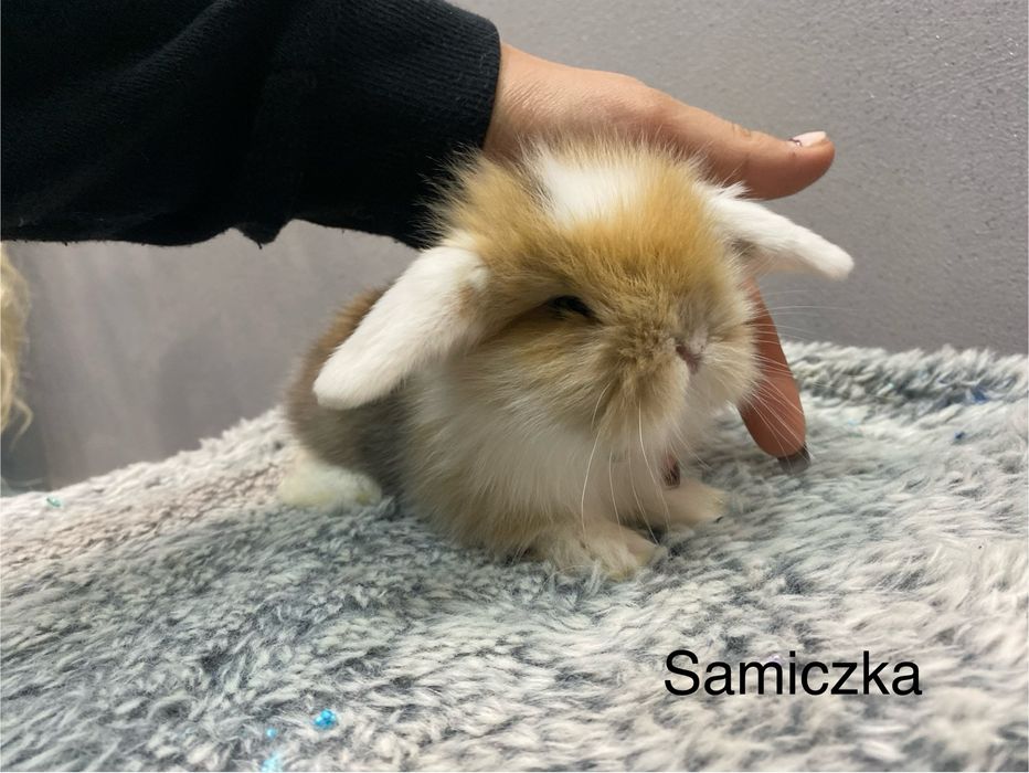 Mini lop króliczek miniaturka krolik