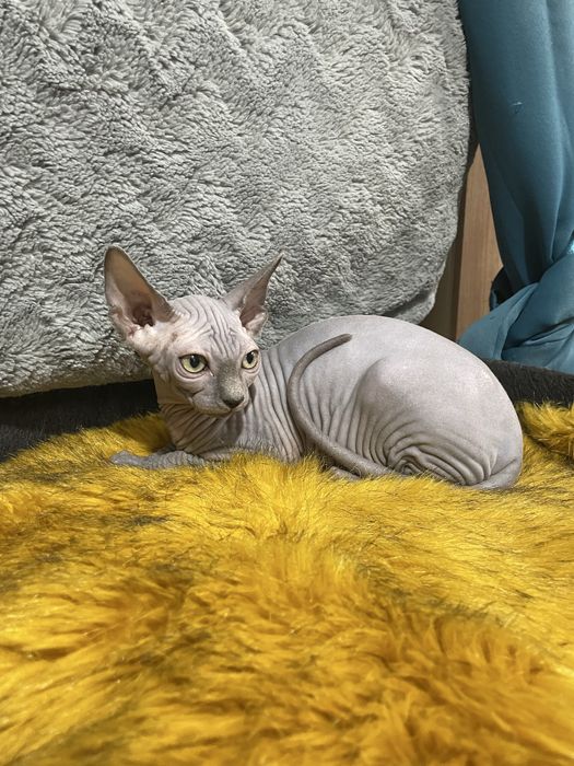 gatinha sphynx blue