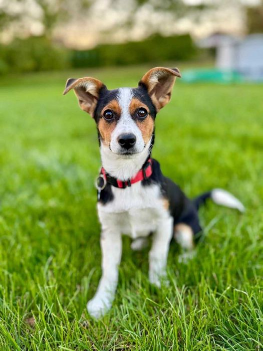 Mała psia dziewczynka - Debra do adopcji!