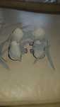 Buty Mitchella ortopedyczne  rozmiar 00