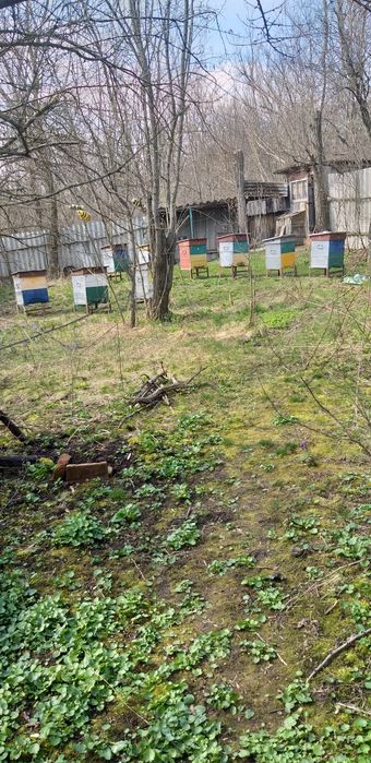 Продам пасику с пчёлами инвентарь все вопросы по телефону