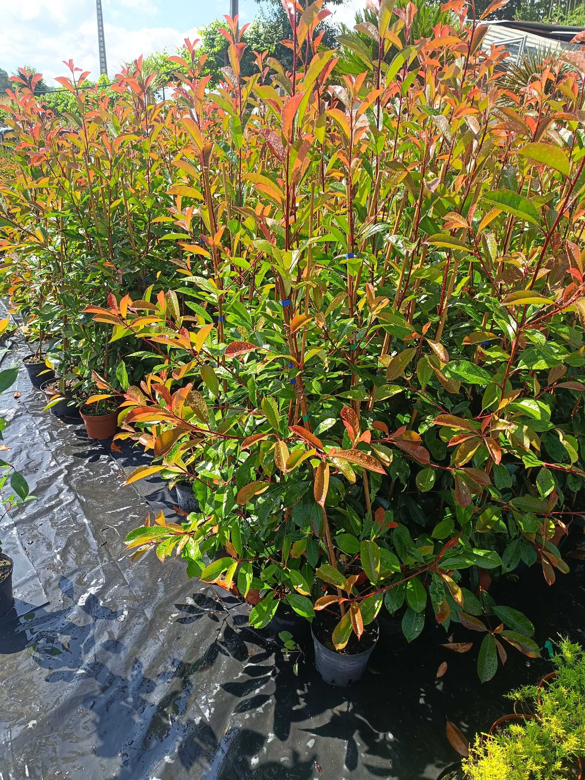 Photinia/ fotinia para jardim