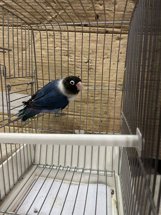 Agapornis Personata 2025 mais gaiola