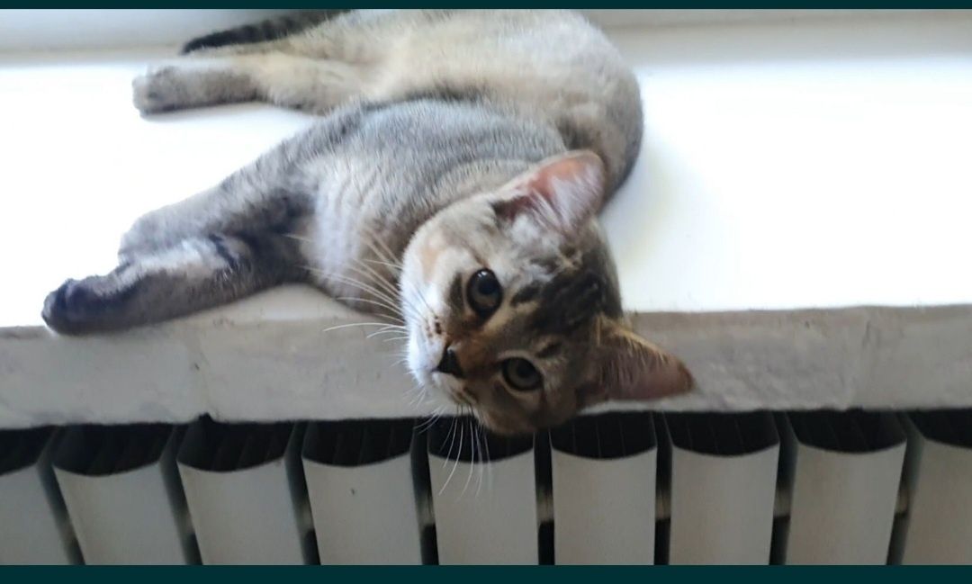Котята шотландские. Мальчик и девочка.