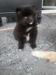 szpic miniaturowy pomeranian
