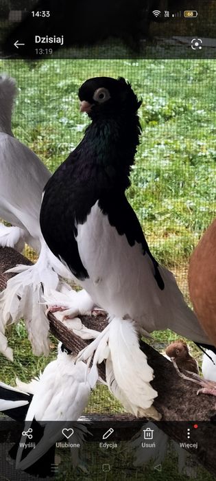 Golebie sroczki krotkodzioby