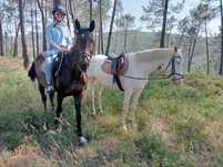 Cavalo filho de puro inglês  montado