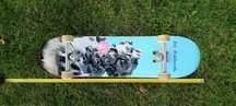 Deskorolka (fish skateboard)