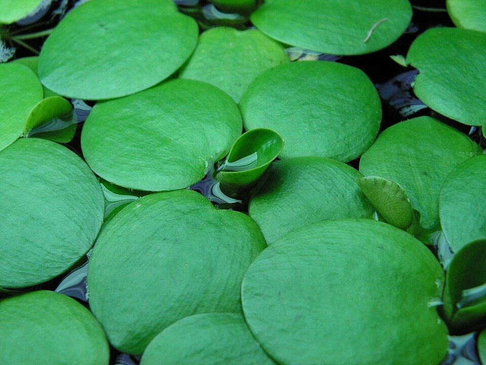 Limnobium laevigatum planta flutuante