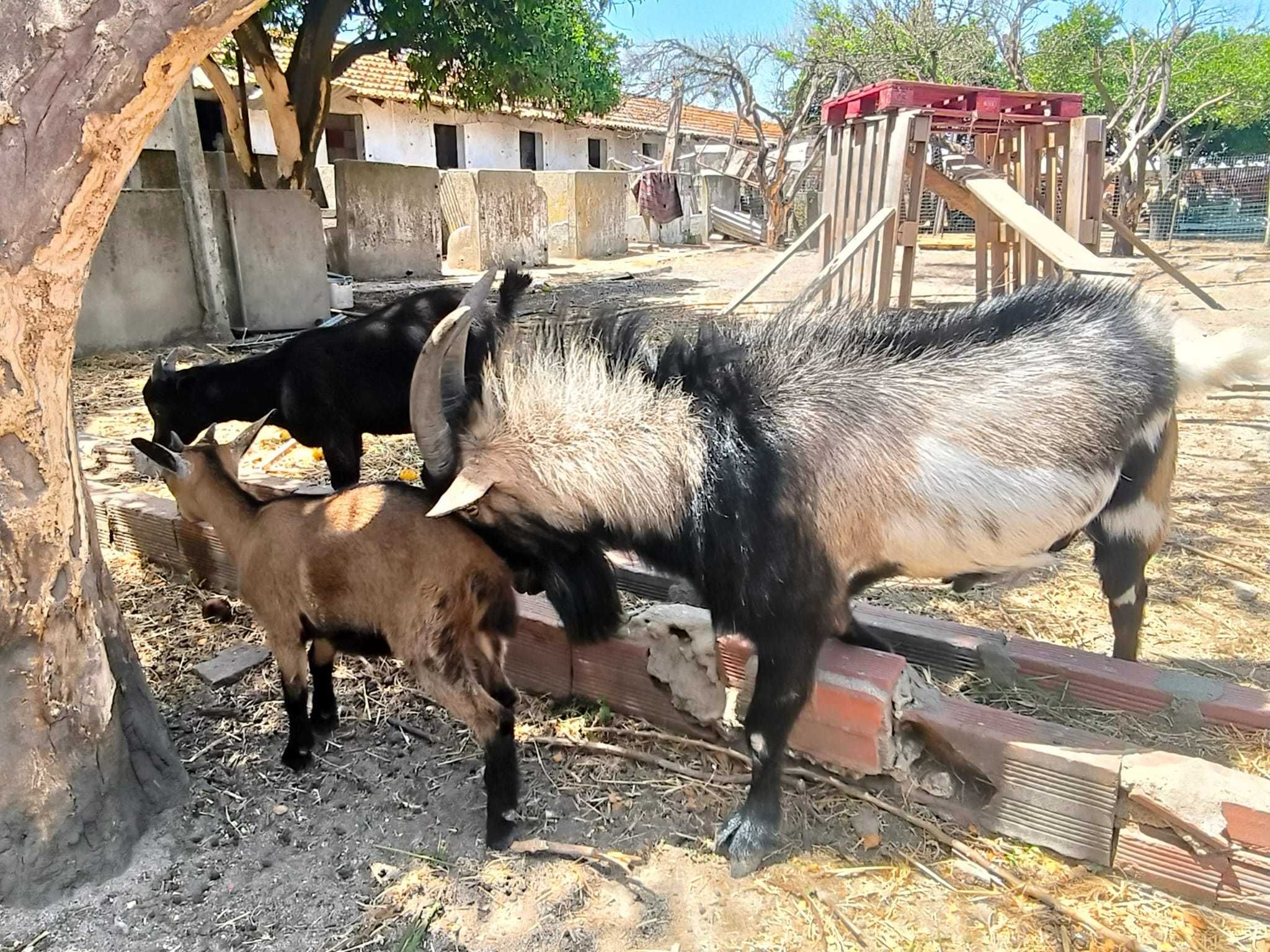Cabras anãs em família muito sociáveis