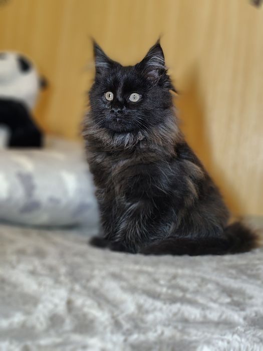 Супер Мейн-Кун кошенята