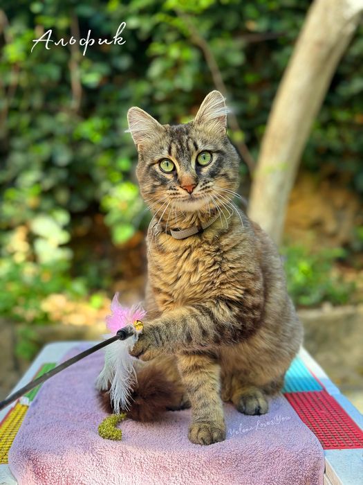 Полосатый котик, 1 год , Альф